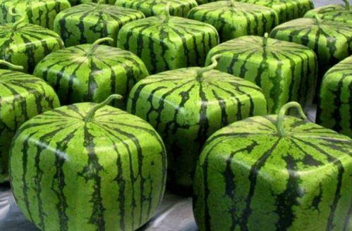 在年代吃瓜致富,揭秘吃瓜致富的传奇故事