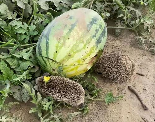 修电脑吃的大瓜,揭秘电脑维修背后的惊人秘密