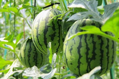 吃免费瓜群,揭秘吃瓜群背后的狂欢世界