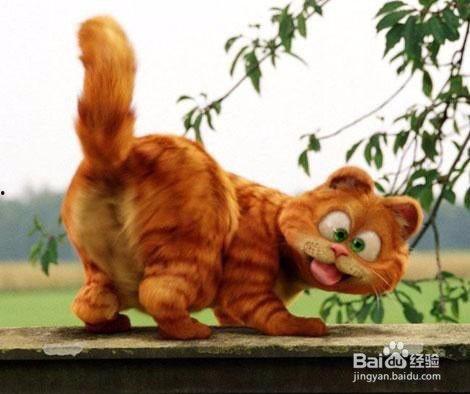 加菲猫吃瓜,加菲猫的夏日瓜果盛宴