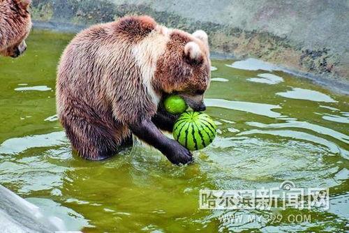 动物吃瓜小说,动物们的美食冒险记
