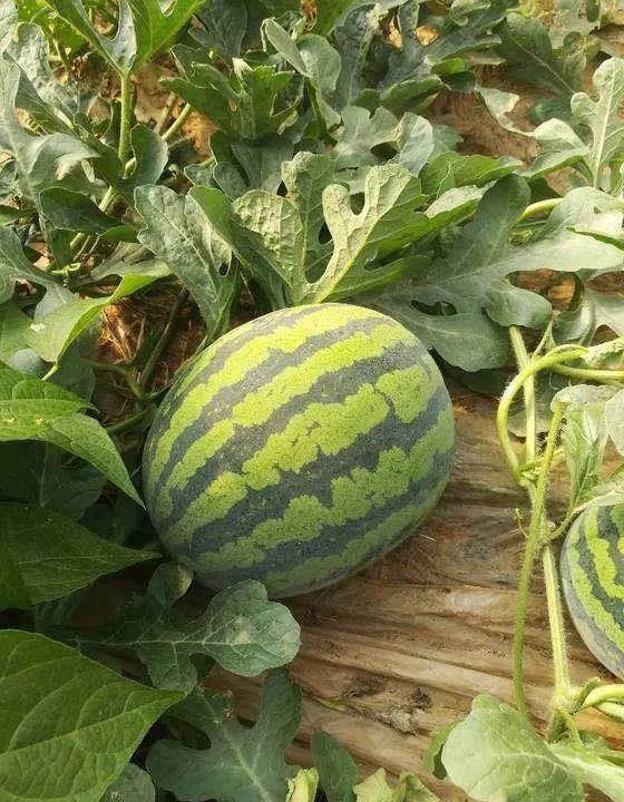 万德隆吃瓜,揭秘娱乐圈背后的秘密与八卦