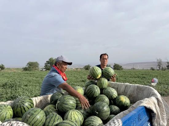 鞍山海城吃瓜,夏日吃瓜盛宴，尽享清凉滋味
