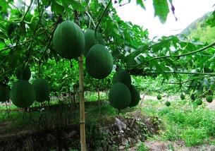 吊瓜要怎么吃,探索美味与营养的完美结合