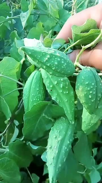 吃瓢瓜会中毒,了解风险，守护健康