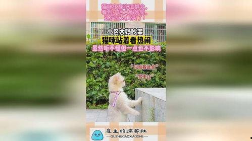 小区吵架吃瓜,小区吵架事件背后的吃瓜众生相