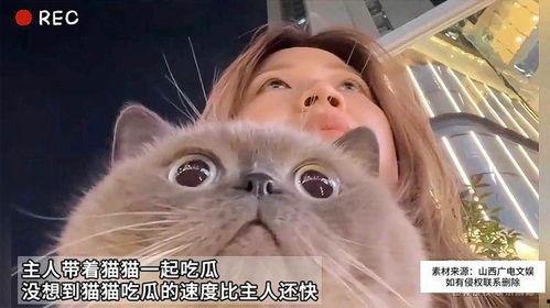 猫猫大型吃瓜,揭秘宠物界的“八卦风云”