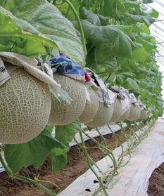 闵儿吃瓜,揭秘娱乐圈那些不为人知的幕后故事