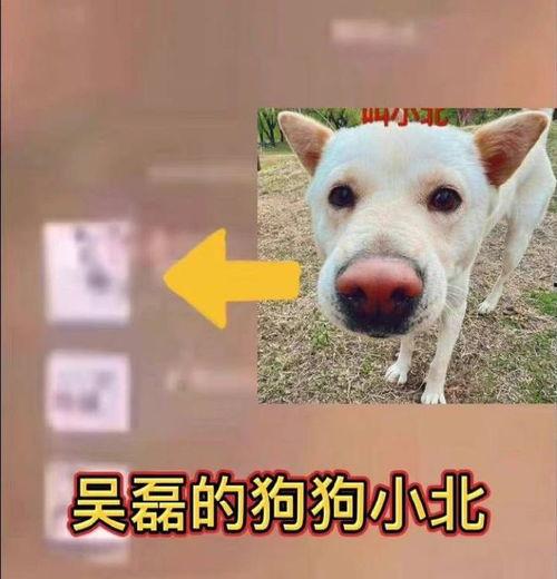 小白狗吃瓜头像,吃瓜小趣记