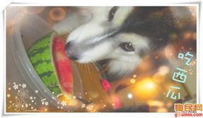 雪橇犬吃瓜