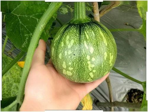 小梧桐吃瓜版,揭秘娱乐圈幕后故事