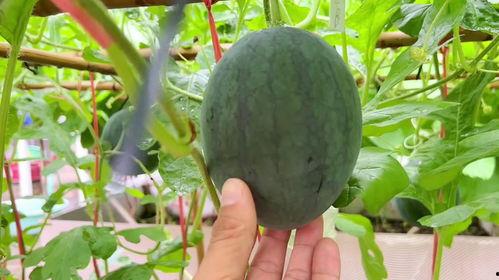 近期吃的瓜,近期热门美食事件大盘点