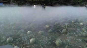 临沂吃瓜事件水边,水边风波背后的真相与反思