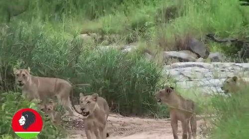 一千只羊吃瓜,一场别开生面的羊群盛宴