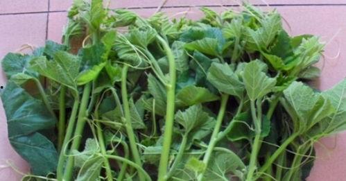 南瓜苗吃嫩瓜,从嫩瓜到美味佳肴的旅程