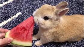 兔子吃瓜的图片大全,兔子吃瓜图片大全，萌态百出
