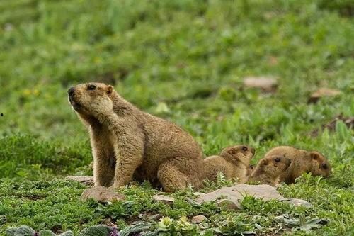 雪憨憨大号吃瓜,揭秘娱乐圈幕后真相