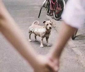 吃瓜舔狗,网络热词背后的社会现象与心理解读