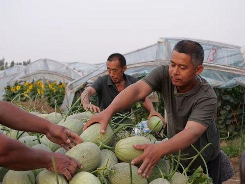 吃瓜徐爷,网络红人的崛起与影响力