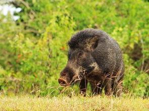 野猪吃红瓜视频,场面壮观引人入胜