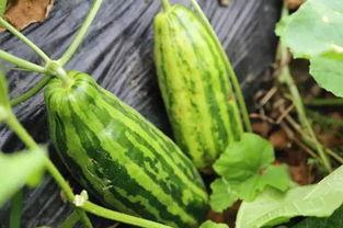 吃瓜人成了瓜中人