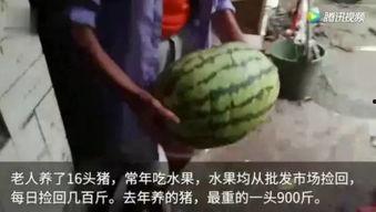 来啊吃瓜完整视频